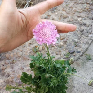 Scabiosa Pink Live Plant – 6 Inch Pot – Perennial Flower for Garden - Image 2