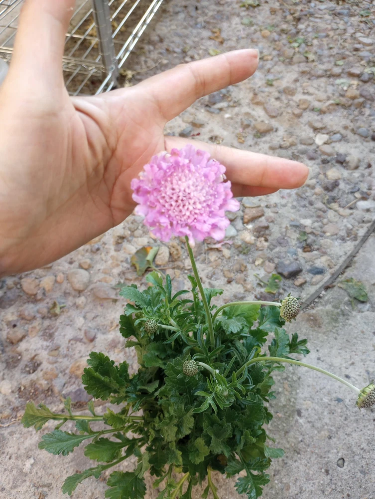 Scabiosa Pink Live Plant – 6 Inch Pot – Perennial Flower for Garden - Image 2