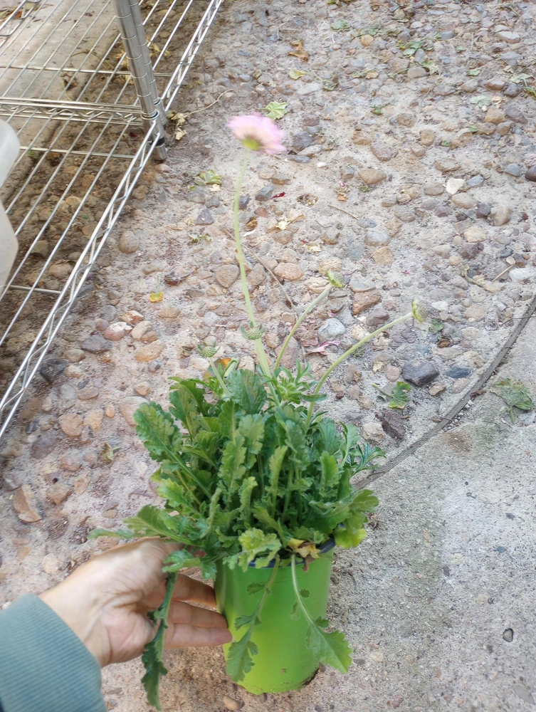 Scabiosa Pink Live Plant – 6 Inch Pot – Perennial Flower for Garden - Image 3