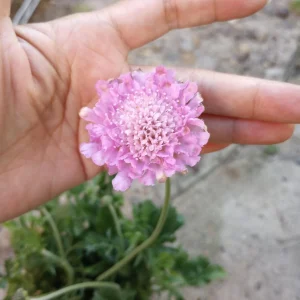 Scabiosa Pink Live Plant – 6 Inch Pot – Perennial Flower for Garden - Image 1