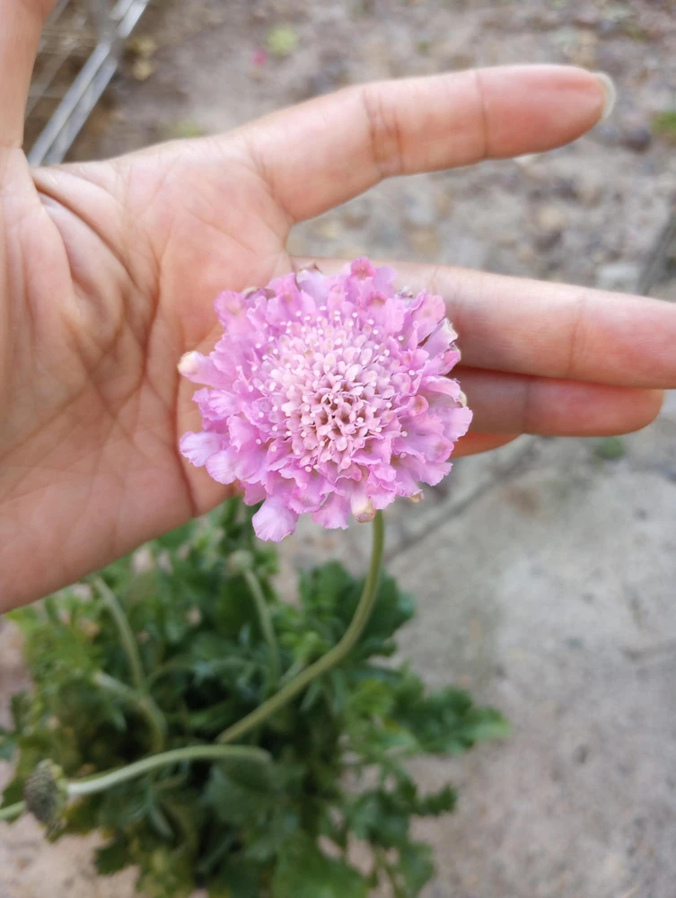 Scabiosa Pink Live Plant – 6 Inch Pot – Perennial Flower for Garden - Image 1