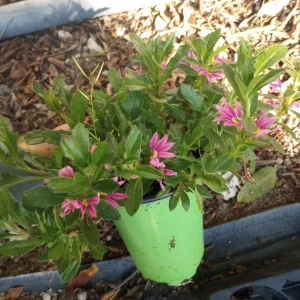 Scaevola Aemula Pink Live Plant – Fan Flower – 6 Inch Pot – Outdoor - Image 2