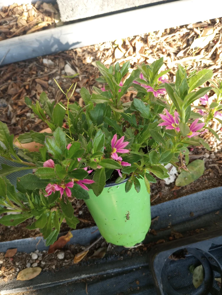 Scaevola Aemula Pink Live Plant – Fan Flower – 6 Inch Pot – Outdoor - Image 2