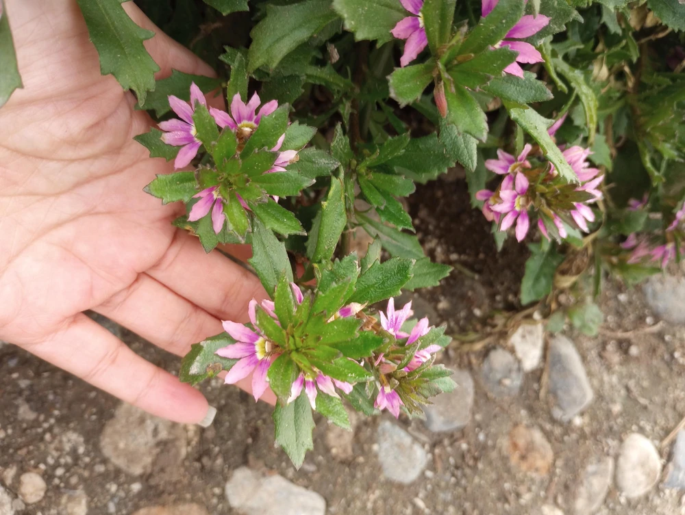 Scaevola Aemula Pink Live Plant – Fan Flower – 6 Inch Pot – Outdoor - Image 1