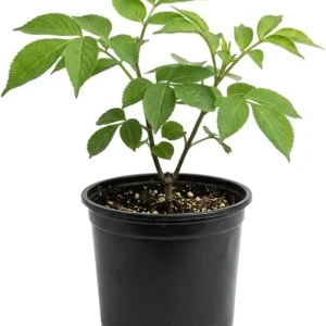 Scarlet Elderberry Live Plant - American Elderberry Bush 5-8