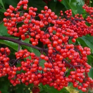 Scarlet Elderberry Live Plant - American Elderberry Bush 5-8