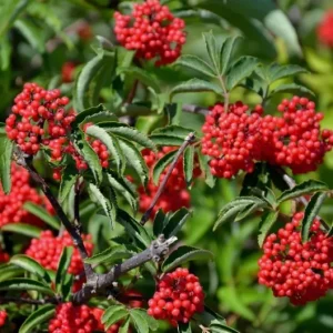 Scarlet Elderberry Live Plant - American Elderberry Bush 5-8