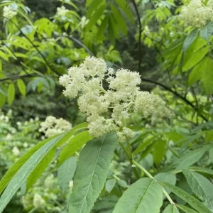 Scarlet Elderberry Live Plant - American Elderberry Bush 5-8