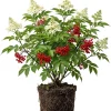 Scarlet Elderberry Live Plant - American Elderberry Bush 5-8" Tall in 4" Pot - Image 1