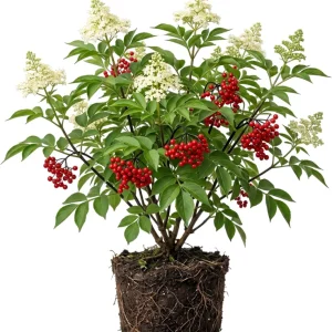 Scarlet Elderberry Live Plant - American Elderberry Bush 5-8