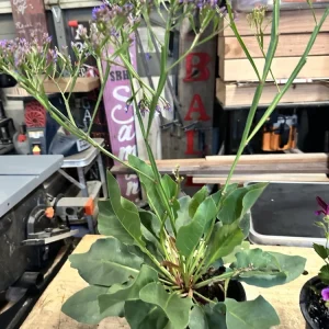 Sea Lavender Live Plant - Limonium, Purple Flowers, Bare Root, Outdoor - Image 2