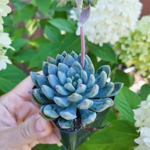 Sedeveria Blue Elf Live Succulent Plant – 2 inch Pot – Indoor/Outdoor - Image 3
