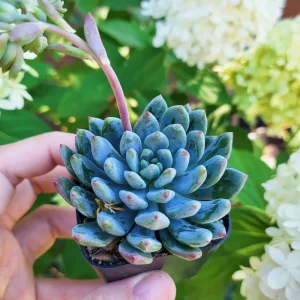 Sedeveria Blue Elf Live Succulent Plant – 2 inch Pot – Indoor/Outdoor - Image 4