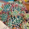 Sedeveria Blue Elf Live Succulent Plant – 2 inch Pot – Indoor/Outdoor - Image 1
