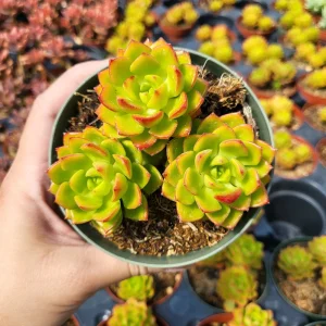 Sedeveria Letizia Succulent Live Plant – 2 Inch Pot – Indoor/Outdoor - Image 4