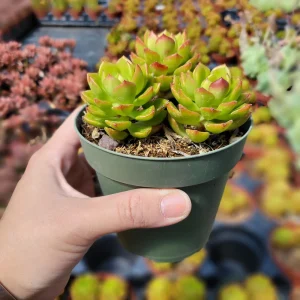 Sedeveria Letizia Succulent Live Plant – 2 Inch Pot – Indoor/Outdoor - Image 5