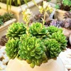 Sedeveria Letizia Succulent Live Plant – 2 Inch Pot – Indoor/Outdoor - Image 1