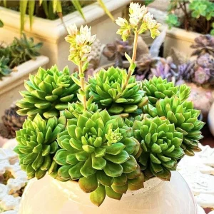 Sedeveria Letizia Succulent Live Plant – 2 Inch Pot – Indoor/Outdoor - Image 1