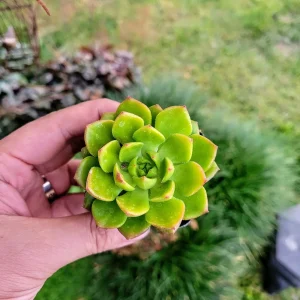 Sedeveria Letizia Succulent Live Plant - 2 Inch Potted Indoor/Outdoor - Image 2