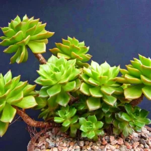 Sedeveria Letizia Succulent Live Plant - 2 Inch Potted Indoor/Outdoor - Image 3