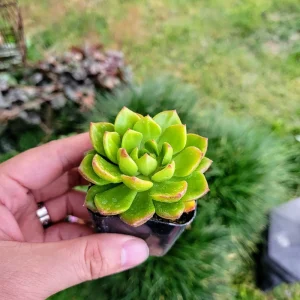 Sedeveria Letizia Succulent Live Plant - 2 Inch Potted Indoor/Outdoor - Image 1