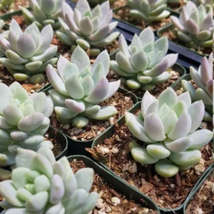 Sedeveria Lilac Mist Succulent Live Plant – 2 inch Pot – Indoor/Outdoor - Image 10
