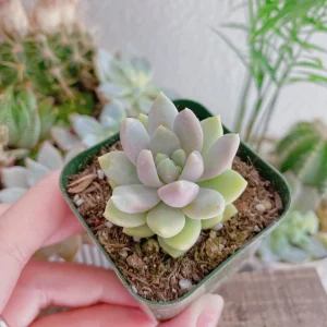Sedeveria Lilac Mist Succulent Live Plant - 2 Inch Pot - Indoor/Outdoor - Image 10
