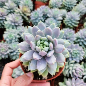 Sedeveria Lilac Mist Succulent Live Plant - 2 Inch Pot - Indoor/Outdoor - Image 11