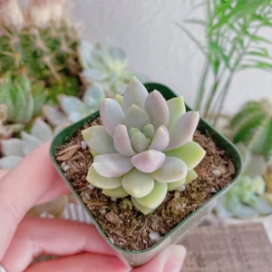 Sedeveria Lilac Mist Succulent Live Plant – 2 inch Pot – Indoor/Outdoor - Image 12