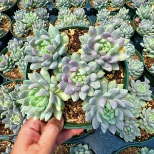 Sedeveria Lilac Mist Succulent Live Plant - 2 Inch Pot - Indoor/Outdoor - Image 14