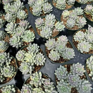 Sedeveria Lilac Mist Succulent Live Plant - 2 Inch Pot - Indoor/Outdoor - Image 15