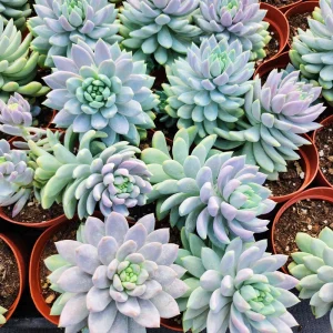 Sedeveria Lilac Mist Succulent Live Plant – 2 inch Pot – Indoor/Outdoor - Image 7