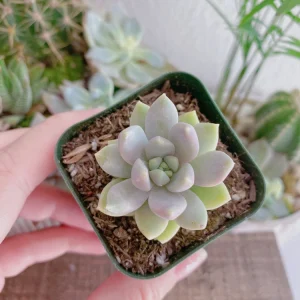 Sedeveria Lilac Mist Succulent Live Plant - 2 Inch Pot - Indoor/Outdoor - Image 7