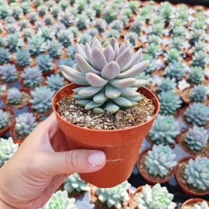 Sedeveria Lilac Mist Succulent Live Plant – 2 inch Pot – Indoor/Outdoor - Image 8