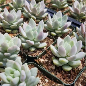 Sedeveria Lilac Mist Succulent Live Plant - 2 Inch Pot - Indoor/Outdoor - Image 8
