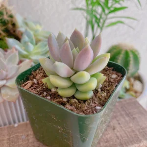 Sedeveria Lilac Mist Succulent Live Plant - 2 Inch Pot - Indoor/Outdoor - Image 9