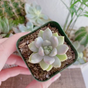 Sedeveria Lilac Mist Succulent Live Plant – 2 inch Pot – Indoor/Outdoor - Image 9