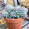 Sedeveria Lilac Mist Succulent Live Plant - 2 Inch Pot - Indoor/Outdoor - Image 1