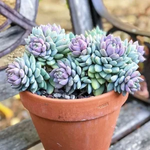 Sedeveria Lilac Mist Succulent Live Plant - 2 Inch Pot - Indoor/Outdoor - Image 1