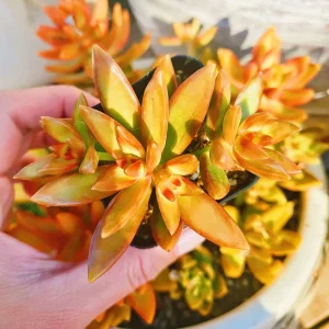 Sedum Adolphi Firestorm Live Plant – 2 inch Potted Succulent – Indoor/Outdoor - Image 2
