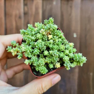 Sedum Angelicum Suzie Q Live Succulent Plant – 2 or 4 Inch Potted – Indoor/Outdoor - Image 2