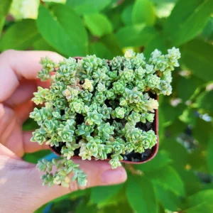 Sedum Angelicum Suzie Q Live Succulent Plant – 2 or 4 Inch Potted – Indoor/Outdoor - Image 3
