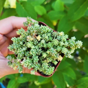 Sedum Angelicum Suzie Q Live Succulent Plant – 2 or 4 Inch Potted – Indoor/Outdoor - Image 4