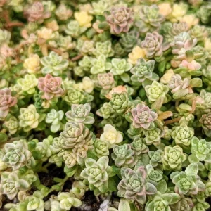 Sedum Angelicum Suzie Q Live Succulent Plant – 2 or 4 Inch Potted – Indoor/Outdoor - Image 1