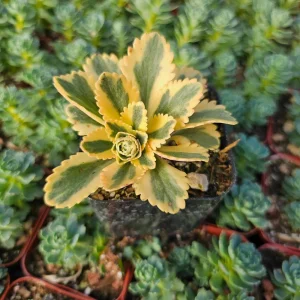 Sedum Atlantis Live Plant – 2 inch or 4 inch Pot – Succulent for Indoors/Outdoors - Image 2