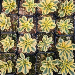 Sedum Atlantis Live Plant – 2 inch or 4 inch Pot – Succulent for Indoors/Outdoors - Image 3