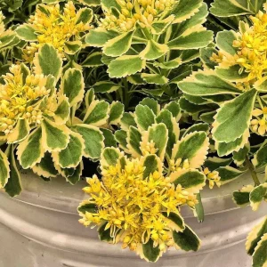 Sedum Atlantis Live Plant – 2 inch or 4 inch Pot – Succulent for Indoors/Outdoors - Image 1