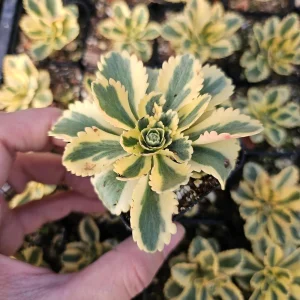Sedum Atlantis Live Plant – 2 inch or 4 inch Pot – Succulent for Indoors/Outdoors - Image 4