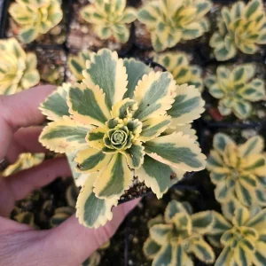 Sedum Atlantis Live Plant – 2 inch or 4 inch Pot – Succulent for Indoors/Outdoors - Image 6