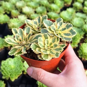 Sedum Atlantis Live Plant – 2 inch or 4 inch Pot – Succulent for Indoors/Outdoors - Image 7